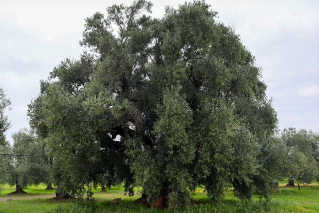 La "Pianta Madre": quell'ulivo millenario che ha dato origine alla pregiata Coratina